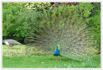    Peacock-Warwick.jpg